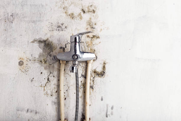 Best Same-Day Mold Removal  in Silver Lake, FL
