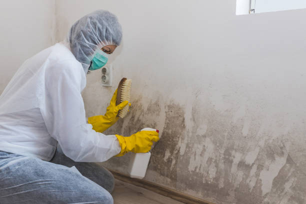 Best Local Mold Removal Service  in Silver Lake, FL