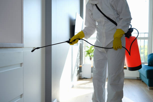 Best Attic Mold Removal  in Silver Lake, FL