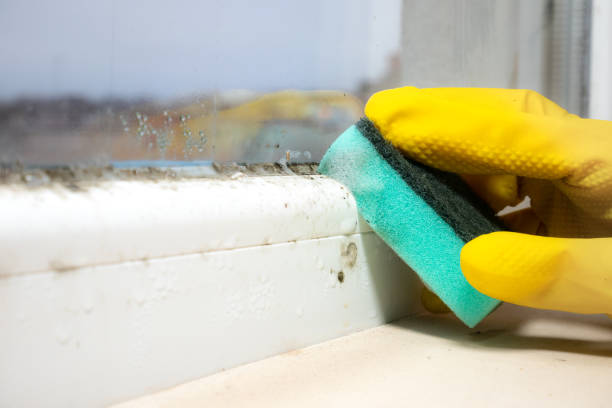 Best Mold Cleaning Services  in Silver Lake, FL