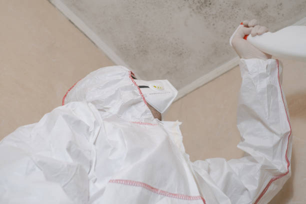 Trusted Silver Lake, FL Mold Removal Experts