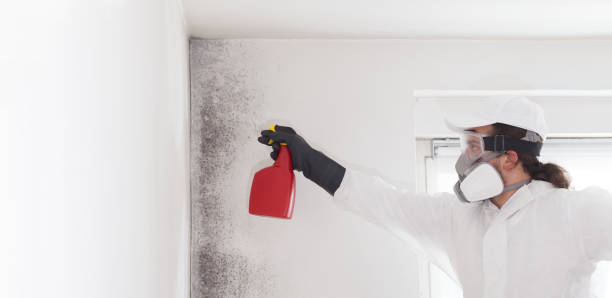 Best Mold Removal Company Near Me  in Silver Lake, FL