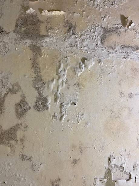 Best Mold Removal Near Me  in Silver Lake, FL