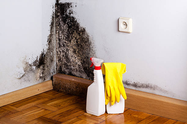 Best Affordable Mold Removal  in Silver Lake, FL