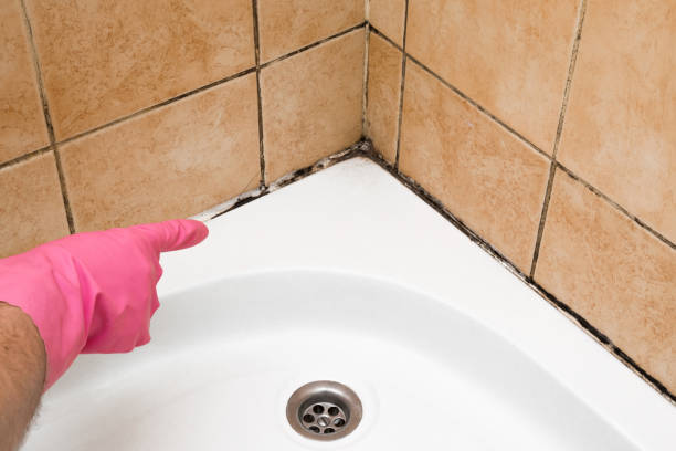 Best Same-Day Mold Removal  in Silver Lake, FL